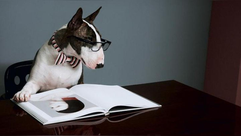 Изрображение 'СОБАКА ДИЗАЙНЕРА МАРКА ДЖЕЙКОБСА ВЫПУСТИЛА КНИГУ'