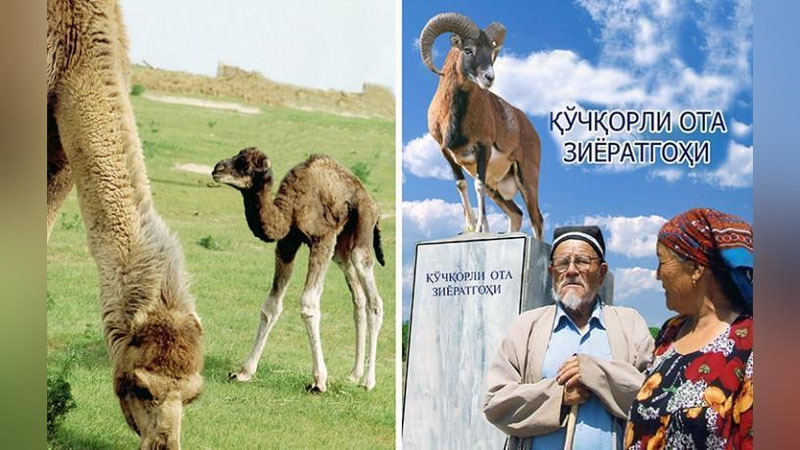 'Odamlarga shifo beruvchi Qo`chqorli ota ziyoratgohi'ning rasmi