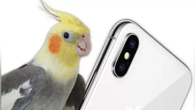 'Тўти iPhone рингтонини куйлашни ўрганди (видео)'ning rasmi