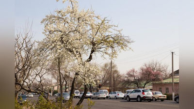 'Эртага Ўзбекистонда ҳаво ҳарорати 35 даражага кўтарилади'ning rasmi