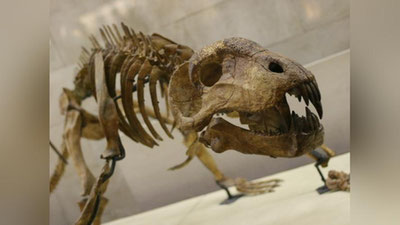 'Rishtonda dinozavr qoldiqlari topildi (foto)'ning rasmi