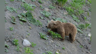 'Tyan-Shan qo`ng`ir ayig`i "So`qoq" qishlog`idagi fermerning qo`ylarini bo`g`izladi'ning rasmi