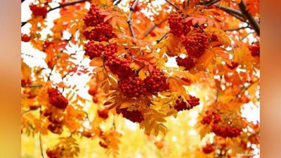 '​ERTAGA MAMLAKATIMIZDA KUTILAYoTGAN OB-HAVO MA`LUMOTI'ning rasmi