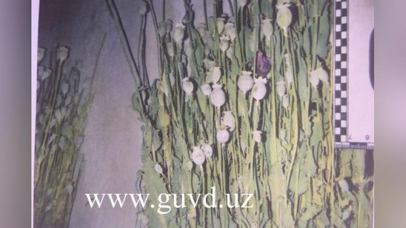 Изрображение 'ЖИТЕЛЬ ШАЙХАНТАХУРА ВЫРАСТИЛ ВО ДВОРЕ ТЫСЯЧУ КУСТОВ ОПИЙНОГО МАКА'