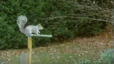 Изрображение 'СМЫШЛЕНАЯ БЕЛКА, ПРЕОДОЛЕВАЮЩАЯ ПОЛОСУ ПРЕПЯТСТВИЙ, ПОКОРИЛА СЕТЬ (ВИДЕО) '