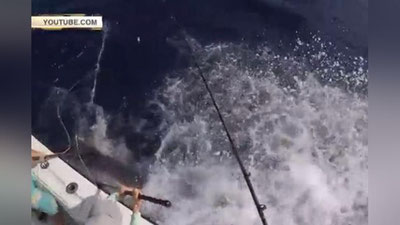 Изрображение 'ВО ФЛОРИДЕ СЕМЬ МУЖЧИН ЕЛЕ ПОДНЯЛИ РЫБУ ВЕСОМ В 343 КГ (ВИДЕО)'