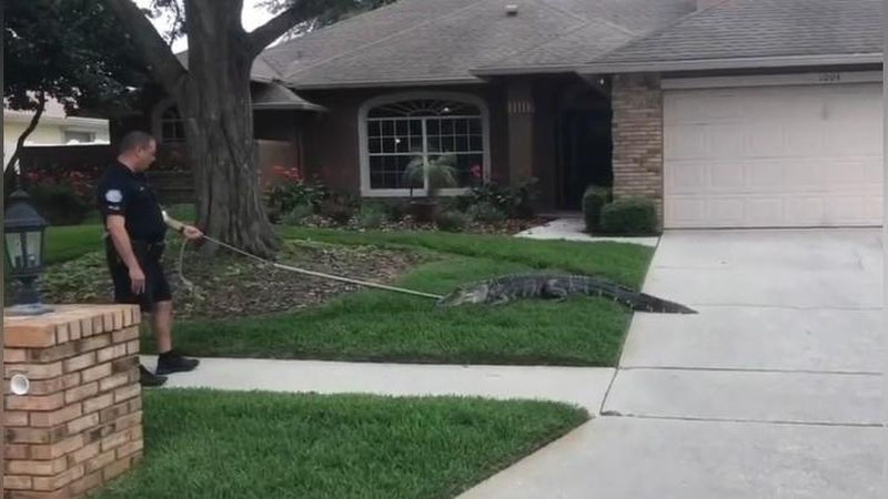 'Timsoh hayvonlarni himoya qilish qo`mitasi xodimini nokautga uchratdi (Video)'ning rasmi