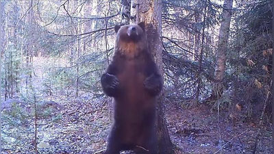 '​Феропонт лақабли айиқнинг рақси яширинча видеога олинди (Видео)'ning rasmi