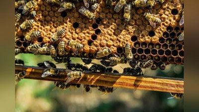 'Asalarilarni zaharlagan bog`bon bir yilga qamaldi 'ning rasmi