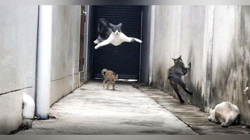 '“Kung-fu ustasi” bo`lgan mushuk dilozorlardan mahorat ila qochib qutuldi (Video)'ning rasmi