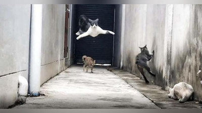 '“Kung-fu ustasi” bo`lgan mushuk dilozorlardan mahorat ila qochib qutuldi (Video)'ning rasmi