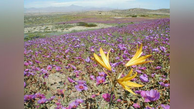 '​ЧИЛИДА ДУНЁДАГИ ЭНГ ҚУРҒОҚЧИЛ ЧЎЛ ГУЛЛАДИ'ning rasmi