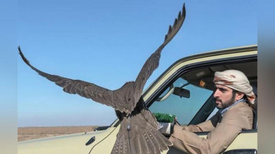 'Dubay amirligining taxt vorisi Navoiyda tuvaloq ovladi (Foto)'ning rasmi