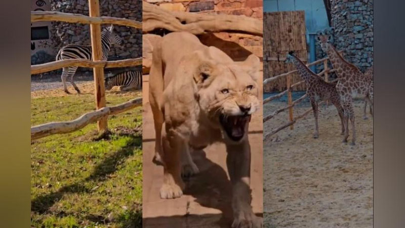 'Тошкентга Африкадан оқ шер, оқ Бенгал йўлбарси, зебра ва жирафалар олиб келинди(видео)'ning rasmi