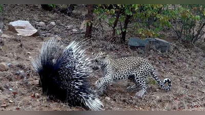 'Leopard va jayra olishuvi videotasvirga tushdi (Video)'ning rasmi