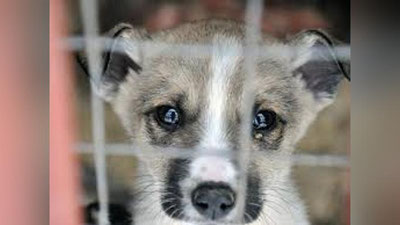 Изрображение 'Вступили в силу повышенные штрафы за жестокое обращение с животными'