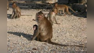 'Hindistonlik zargar 500 dan ortiq maymun boqadi 'ning rasmi
