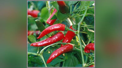 'Madad-shifo: AChChIQ QALAMPIR'ning rasmi