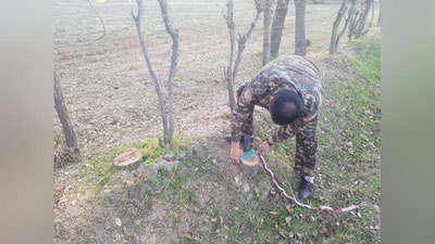 Изрображение 'Житель Кашкадарьи самовольно вырубил 21 дерево вокруг фермерского хозяйства'