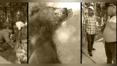 Изрображение 'Госкомэкологии расследовал случай убийства медведя в Кашкадарье'