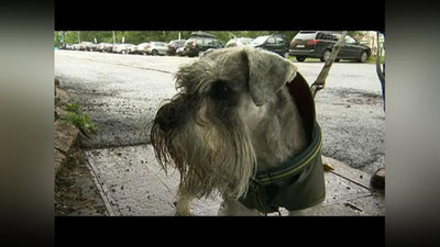 'Norvegiyada noma`lum kasallik sababli itlar halok bo`lmoqda'ning rasmi