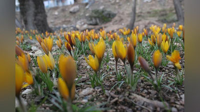 'Қишнинг сўнгги кунида қандай об-ҳаво кутилмоқда?'ning rasmi