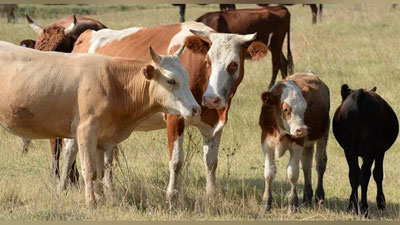 '​Andijonda qoramol o`g`rilari qo`lga olindi'ning rasmi