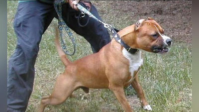 'Nukuslik erkak tanishini do`pposlab, so`ng itiga tishlatdi'ning rasmi