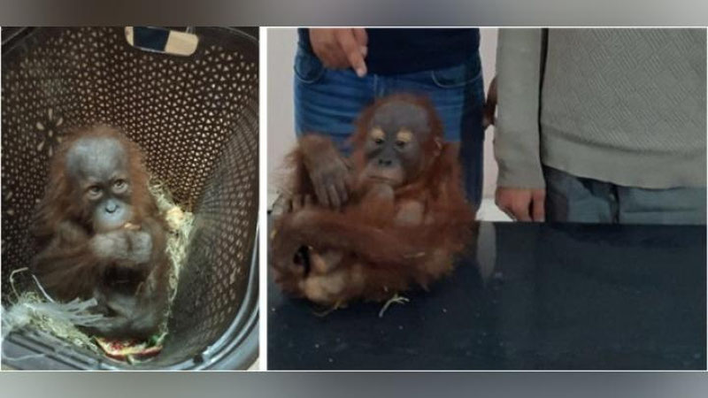 'Maymunni O`zbekistondan olib chiqishga uringanlar qo`lga olindi'ning rasmi