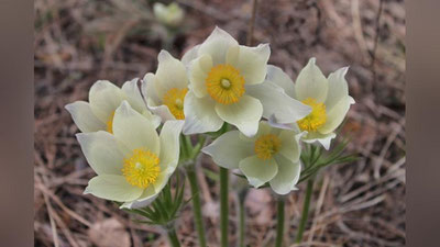 Изрображение 'Синоптики рассказали о рекордах марта в Узбекистане'