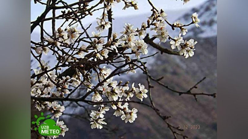 Изрображение 'В высокогорном селе Чимган в Ташкентской области также зацвел миндаль'