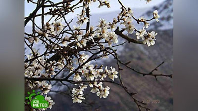 Изрображение 'В высокогорном селе Чимган в Ташкентской области также зацвел миндаль'