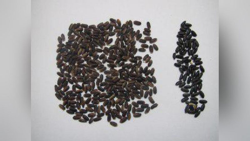 'Ўзбекистонда қора гуручнинг янги нави яратилди'ning rasmi