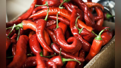 'Urgutlik fermerlarni kim chuv tushirdi?'ning rasmi