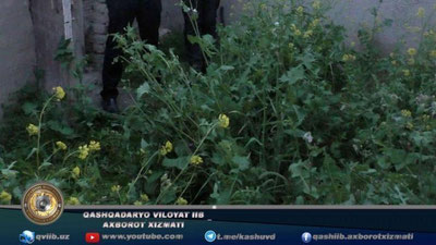 'Shahrisabzlik fuqaro hovlisidan 4 tup “kannabis” topildi'ning rasmi