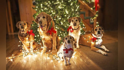 Изрображение 'ВОСТОЧНЫЙ ГОРОСКОП: ЧТО ГОТОВИТ ГОД СОБАКИ ДЛЯ КРЫСЫ, БЫКА И ТИГРА?'