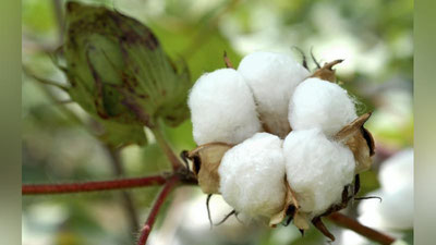 '8 oyda 367,4 ming tonna paxta tolasi ishlab chiqarilgan'ning rasmi