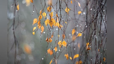 'ERTAGA – 8 NOYaBR KUNI MAMLAKATIMIZDA KUTILAYoTGAN OB-HAVO MA`LUMOTI'ning rasmi