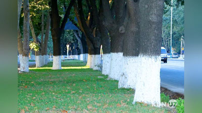 '“Bir million daraxt” aksiyasiga Nukus shahrida start beriladi'ning rasmi