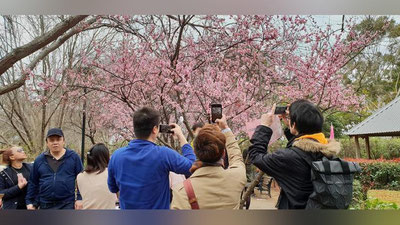 'Avstraliyada sakura daraxtining gullash festivali bo`lib o`tdi (Foto)'ning rasmi