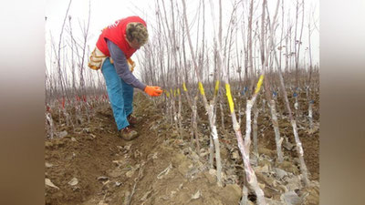 '1 yanvardan ko`chatchilar ham o`zini o`zi band qilganlar ro`yxatiga kiritiladi'ning rasmi