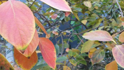 Изрображение 'КАКАЯ ПОГОДА ЖДЕТ НАС ЗАВТРА?'