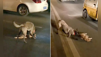 'Xitoyda Qora pantera laqabli it yo`l o`rtasida o`lik holda yotgan mushukni sudrab, yo`l chetiga olib o`tdi (video)'ning rasmi