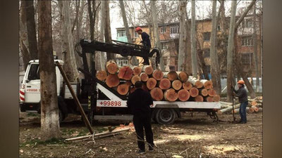 'Daraxtlarning noqonuniy kesilishi 2022 yilda tabiatga 10 mlrd so`m zarar etkazgani aytildi'ning rasmi