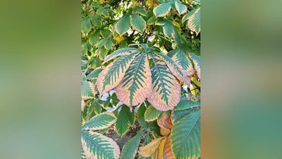 Изрображение 'В Ташкенте воздух прогреется до +22: погода на 3 ноября'