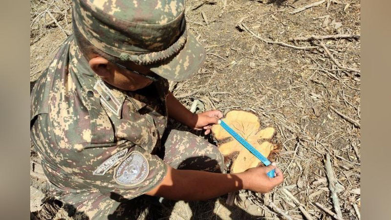 'Qashqadaryoda 17 tup archaga noqonuniy kesib tashlandi. Zarar — 18 million so`m'ning rasmi