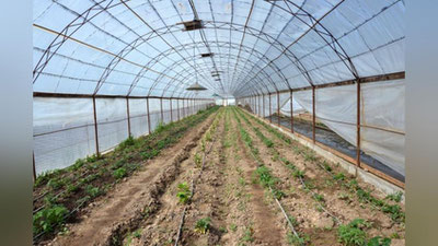 'Aholi tomorqalari va xonadonlarida maydoni kamida 10 sotix bo`lgan issiqxonalar barpo etiladi'ning rasmi