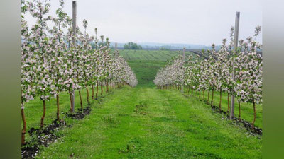 'Президент томорқа ерларидан фойдаланиш мутлақо талабга жавоб бермаслигини кескин танқид қилди'ning rasmi