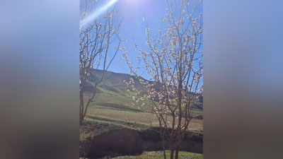 Изрображение 'Ноябрьская жара: на юге Узбекистана расцвели яблони (видео)'