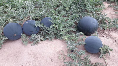 'Qashqadaryoda eksportbop qora tarvuz etishtirildi'ning rasmi